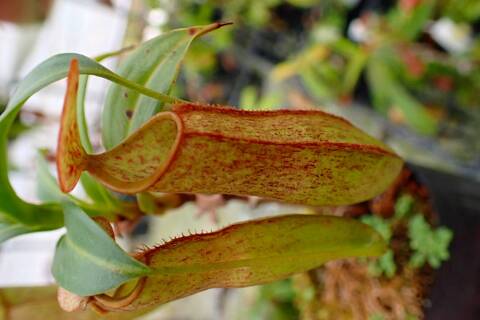 Nepenthes（ネペンテス/ウツボカズラ）の商品一覧 | Y's Exotics