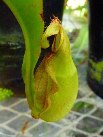 Nepenthes（ネペンテス/ウツボカズラ）の商品一覧 | Y's Exotics （山田食虫植物農園）