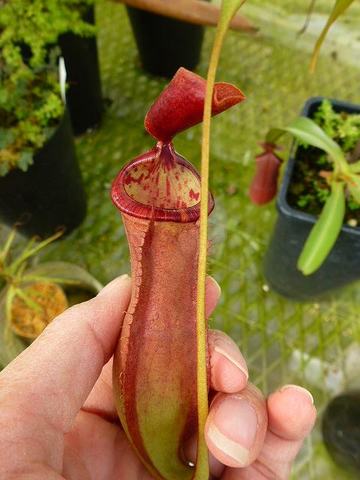 Nepenthes（ネペンテス/ウツボカズラ）の商品一覧 | Y's Exotics （山田食虫植物農園）