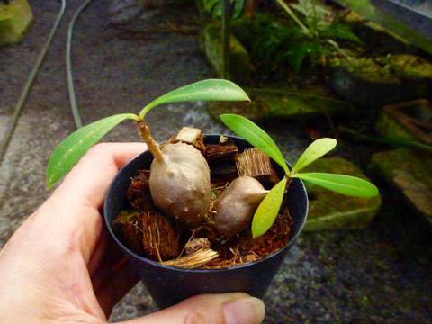 Ant plants (アリ植物)の商品一覧 | Y's Exotics （山田食虫植物農園）