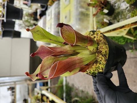 商品一覧 - Y's Exotics （山田食虫植物農園）