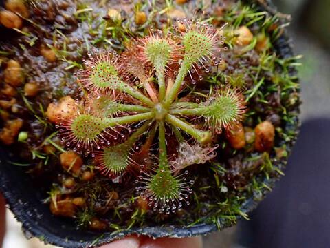 G132 3-1 D. spathulata var. lovella bloody red