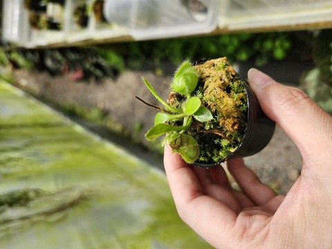 P380 1-1 Cephalotus follicularis Cedric 