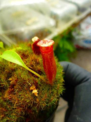 Nepenthes（ネペンテス/ウツボカズラ）の商品一覧 | Y's Exotics （山田食虫植物農園）