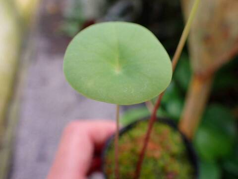 Y953 1-4 U. nelubifolia