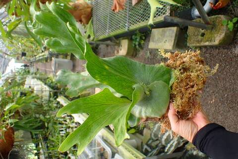Platycerium (ビカクシダ)の商品一覧 | Y's Exotics （山田食虫