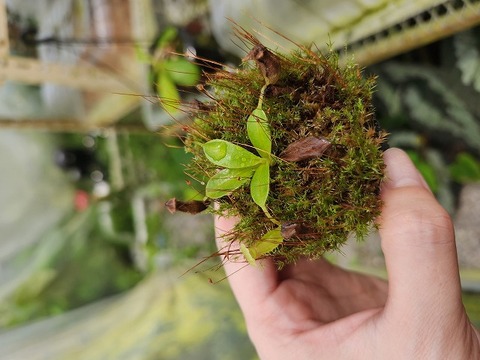 商品一覧 - Y's Exotics （山田食虫植物農園）