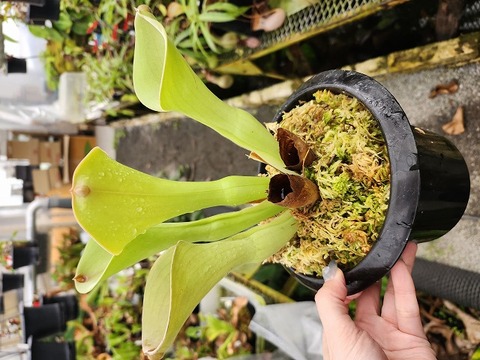 商品一覧 - Y's Exotics （山田食虫植物農園）