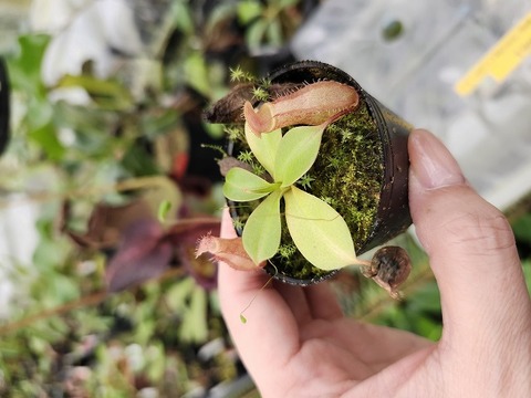 商品一覧 - Y's Exotics （山田食虫植物農園）