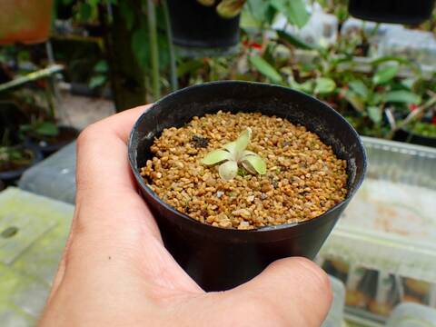E617 1-2 P. moranensis `Alba' x emarginata David