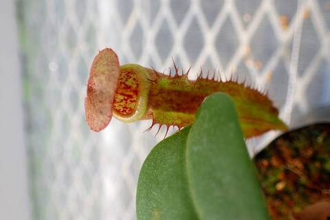 137 厚岸ホテイアツモリソウ 137 厚岸ホテイアツモリソウ アツモリソウ | 岩崎園芸