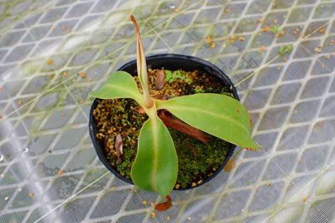 ハバネロ　FS ✖️ Portillae 商品一覧 | Y's Exotics （山田食虫植物農園）