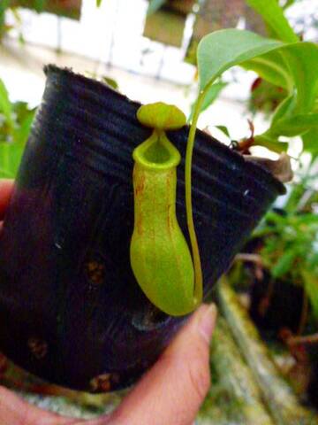 Nepenthes（ネペンテス/ウツボカズラ）の商品一覧 | Y's Exotics （山田食虫植物農園）