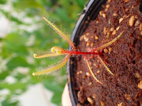 Y674 5-2 D. hartmeyeoum Y's Lab