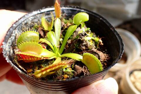 商品一覧 - Y's Exotics （山田食虫植物農園）