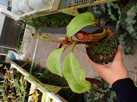 E251 1-2 N. maxima x clipeata 一正園