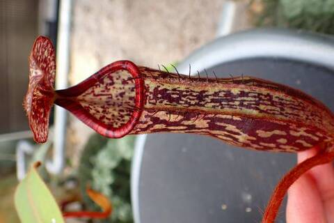 Nepenthes（ネペンテス/ウツボカズラ）の商品一覧 | Y's Exotics
