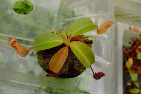 ゆうゆうネペンテス・ミランダ Nepenthes（ネペンテス/ウツボカズラ）の商品一覧 | Y's Exotics