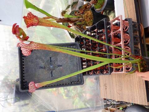 商品一覧 - Y's Exotics （山田食虫植物農園）