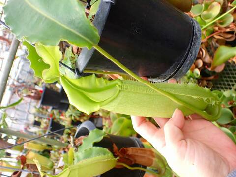 E637 1-1  N. maxima wavy stem x maxima (d) Sulawesi green Y's