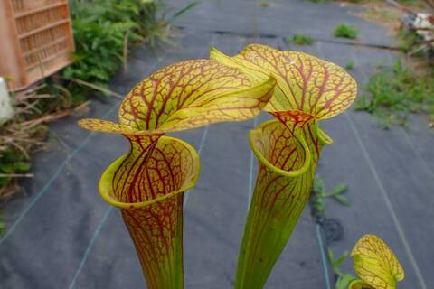 グリーンゴブレット　大株　子株付 商品一覧 | Y's Exotics （山田食虫植物農園）