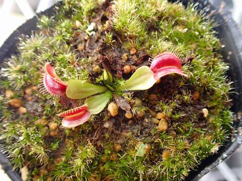 商品一覧 - Y's Exotics （山田食虫植物農園）