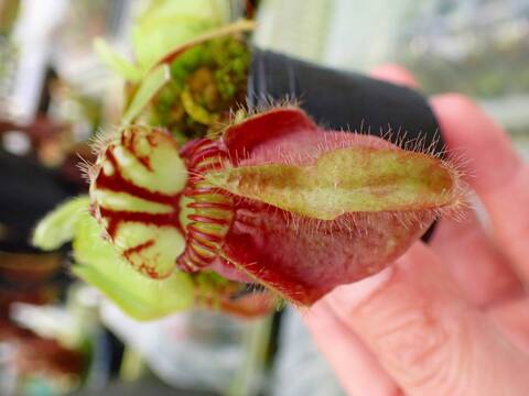 商品一覧 - Y's Exotics （山田食虫植物農園）