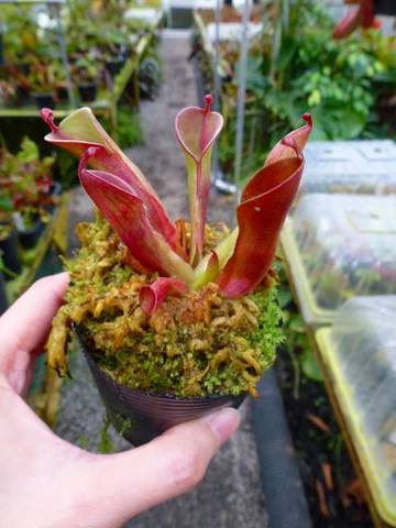 Heliamphora（ヘリアンフォラ）の商品一覧 | Y's Exotics （山田食虫