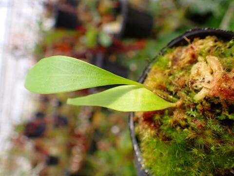 超希少　斑入りオヒルギ 超希少 斑入りオヒルギ 超希少 斑入りオヒルギ