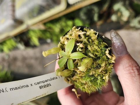 teatネペン Nepenthes（ネペンテス/ウツボカズラ）の商品一覧 | Y's Exotics