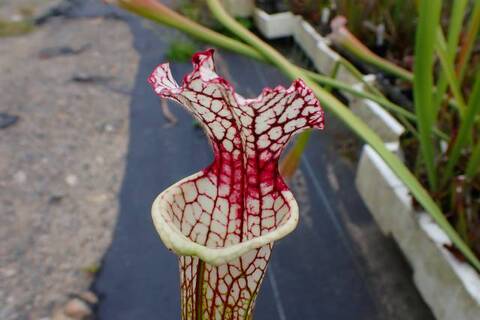 Sarracenia（サラセニア）の商品一覧 | Y's Exotics （山田食虫