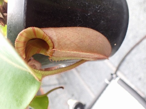 商品一覧 - Y's Exotics （山田食虫植物農園）