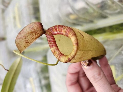 Nepenthes（ネペンテス/ウツボカズラ）の商品一覧 | Y's Exotics （山田食虫植物農園）