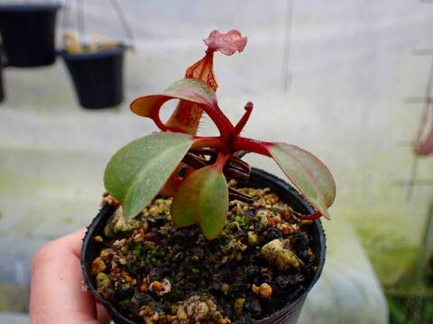 商品一覧 - Y's Exotics （山田食虫植物農園）