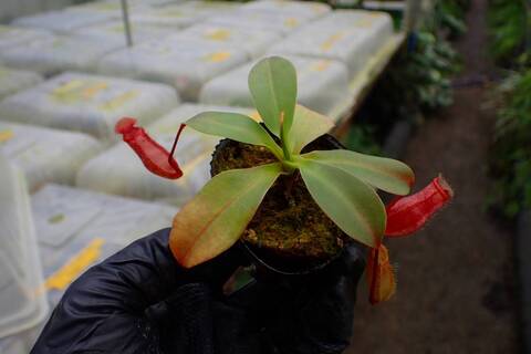 G304 1-4 N. ventricosa Mt. mayon x rajah #NNN