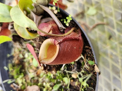 商品一覧 - Y's Exotics （山田食虫植物農園）