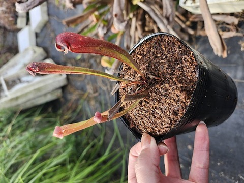 Y's Exotics （山田食虫植物農園）