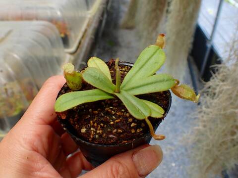 商品一覧 - Y's Exotics （山田食虫植物農園）