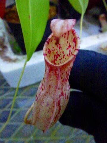 Nepenthes（ネペンテス/ウツボカズラ）の商品一覧 | Y's Exotics （山田食虫植物農園）