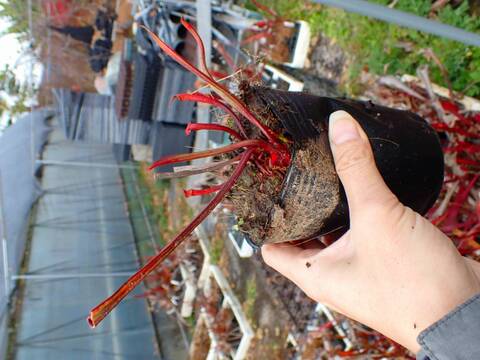 商品一覧 - Y's Exotics （山田食虫植物農園）