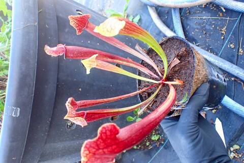 く*い様 食虫植物 サラセニア ももいろといき く*い様 食