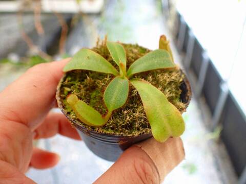 R318 5-1 [YA-10] N. veitchii Bario (very big pitcher) x veitchii Bario (stripe peristome) Y's Lab