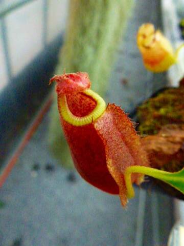 Nepenthes（ネペンテス/ウツボカズラ）の商品一覧 | Y's Exotics （山田食虫植物農園）