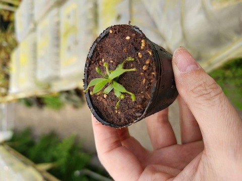 TK　ビャクシン Y's Exotics （山田食虫植物農園）