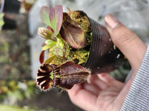 Cephalotus follicularis ex Botanical Garden Wilhelma CK