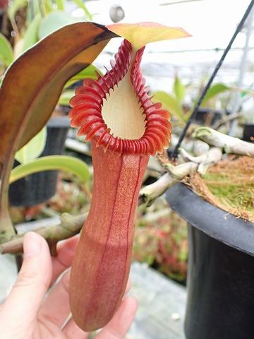 Nepenthes（ネペンテス/ウツボカズラ）の商品一覧 | Y's Exotics