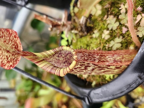 ゆうゆうネペンテス・ミランダ 日本花キ流通 予約販売 食虫植物 ネペンテス ミランダ 5号 吊り