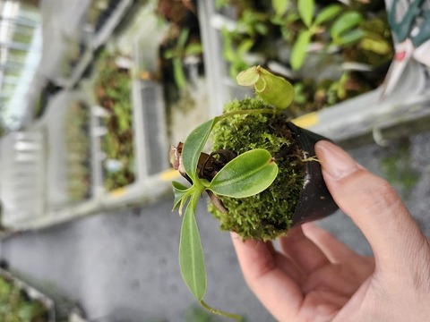 P689 5-1 N. (bicalcarata x campanulata) x lowii #NNN