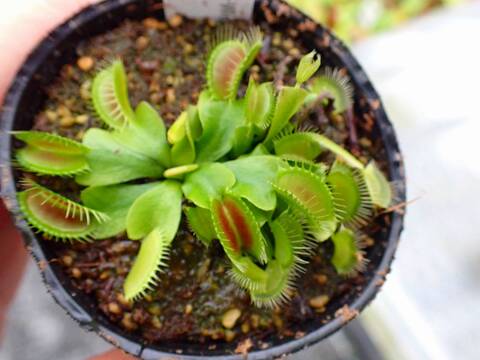 商品一覧 - Y's Exotics （山田食虫植物農園）
