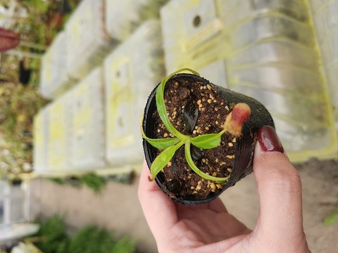 サポジラ接木苗　希少❗️ サポジラ 接木苗 花つき 大木
